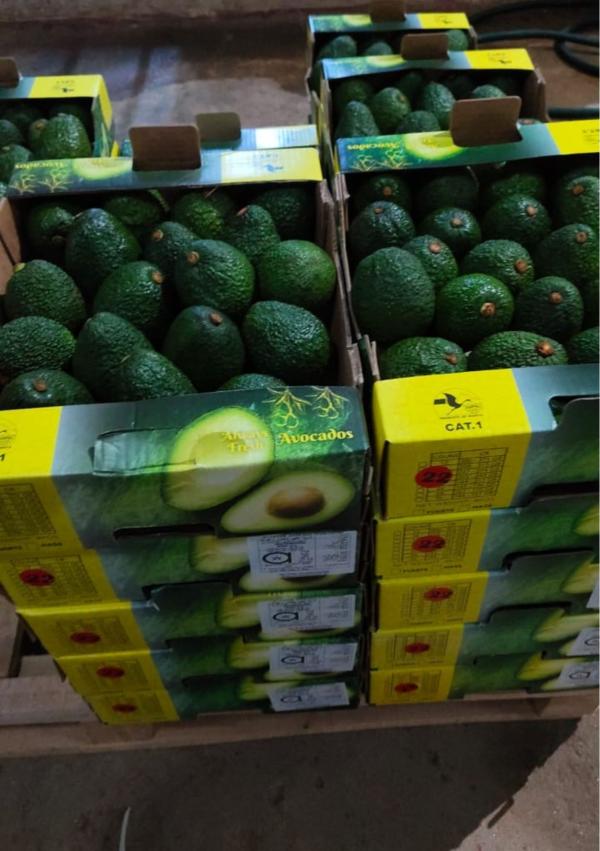  Offre De Vente D'avocat - fruits et légumes offre de vente d'avocat - origine- kenya----nous sommes ravis de vous pr&eacute;senter notre offre d'avocats de premi&egrave;r qualit&eacute;,  cultiv&eacute;es au kenya,  un pays reconnu pour son expertise agricole et ses conditions climatiques id&eacute;ales pour la production d'avocats.----vari&eac