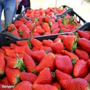  Fraises Fraîches Algérie - fruits et légumes nous exportons des fraises fra&icirc;ches de qualit&eacute; sup&eacute;rieure directement en provenance d alg&eacute;rie. nos fraises cultiv&eacute;es avec soin sont sucr&eacute;es juteuses et disponibles en grandes quantit&eacute;s pour vos besoins commerciaux. produit fraises fra&icirc;ch