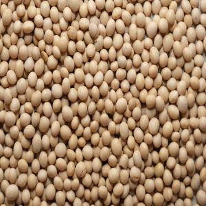  Partenariats Produits Tropicaux - aliments pour animaux nous sommes fournisseurs de produits tropicaux dans la sous région ouest africaine.presentement , nous avons du soja sésame et noix de cajou au togo,  lomé.merci de nous contacter pour toute collaboration sérieuse.