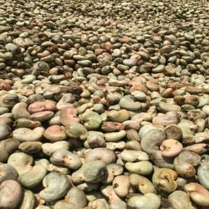  Cherche Grand Importateur De Noix De Cajou - fruits secs et graines grillées we look for raw cashew nuts importers.--capacity of supply 30, 000 metric tons for the 2025 campaign (from april to july).--origin - guinea bissau----nous recherchons des importateurs de noix de cajou brutes.--capacité d'approvisionnement 30 000 tonnes pour la campagne 2025 (d'avril à j