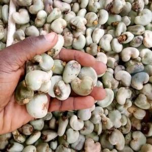  Nous Disposons Noix De Cajou Et D'anacade - fruits secs et graines grillées nous disposons d'une grande quantité de noix de cajou kor50, 45 40, 46, ..en grande quantité et de très bonne qualité au burkina faso à un prix très bas pour le moment,  possible de faire les achats à bord champ et possibilité de disposer d'un maga