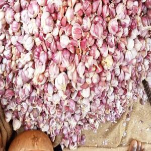  Vente D'ail - fruits et légumes  nous sommes une soci&eacute;t&eacute; sp&eacute;cialis&eacute;e dans l'importation des produits alimentaires c&eacute;r&eacute;ales et l&eacute;gumes. actuellement nous disposons d'une quantit&eacute; importante d'ail que nous livrons en afrique et europe. nous sommes une structure s&e