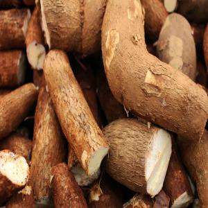  Nous Cherchons Des Exportateurs Manioc - féculents bonsoir,  l'association à mbalmayo cameroun,  nous sommes producteur de manioc frais et transformé,  bâton de manioc ou bobolo,  feuilles de manioc (kpem),  farine,  semoule...-- nous cherchons des exportateurs intéressés par l'achat de ces produits pour l'exportation ver
