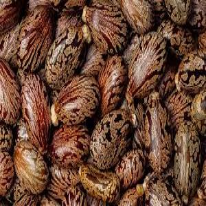  Castor Production - coffee cocoa tea we are looking for partners for castor production in benin we have very fertile and suitable agricultural land. castor oil is highly sought after. guaranteed investment