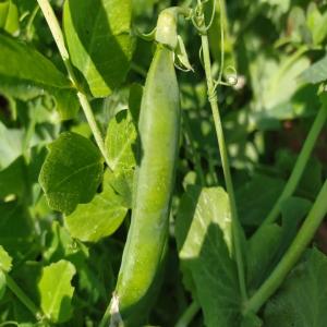  Petit Pois Frais - fruits et légumes vente petit pois frais cultivé en tunisie.--conditionnement- sur demande--contactez nous pour passer vos commandes ou toute autre information. 