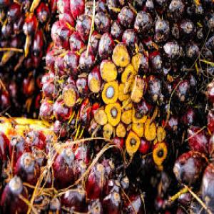  Huile De Palme Rouge En Gros - huiles nous sommes ravis de proposer &agrave; la vente de l'huile de palme rouge de haute qualit&eacute; disponible en grandes quantit&eacute;s pour r&eacute;pondre aux besoins de nos clients professionnels. caract&eacute;ristiques du produit qualit&eacute; sup&eacute;rieure huile de palme rouge