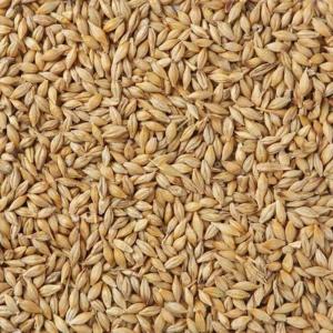 Vente De Blé Haute Qualité - céréales nous sommes ravis de vous proposer du bl&eacute; de premi&egrave;re qualit&eacute; soigneusement s&eacute;lectionn&eacute; pour r&eacute;pondre aux exigences des march&eacute;s les plus exigeants. pourquoi choisir notre bl&eacute; ?qualit&eacute; sup&eacute;rieure id&eacute;al pour diverses appli