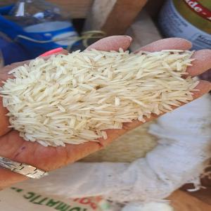  All Types Of Rice For Sale - semence graine plant imported rice coco pandan jasmine blue jasmine denorado yellow princess hasmin bachelor jasmine royal bee kokuyo maharlika buco pandan 