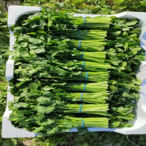  Persil Coriandre De L'espagne Vers Toute L'eu - fruits et légumes vend persil et coriandre de haute qualité prix compétitifs,  s'il vous seulement client final pas d'intermédiaires ,  seulement personne intéressée parasites ne m'as me contacter .--payment en avance.