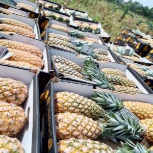  Vente Des Produits Tropicaux En Particulier - fruits et légumes bonjour chers monsieur --transitaire en partenariat avec mon producteur et fournisseurs d ananas ( pains de sucre et cayenne lisses) fruit d'afrique du b&eacute;nin ,  recherche des partenaires pour la distribution des ananas frais .nous vous proposons nos fruits de bonne qualit&eacute;.nous pouvons 