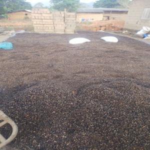  Vente Des Noix De Palmiste - matières grasses bonjour--actuellement nous disposons d'un très important stock de noix de palmistes de qualité supérieure disponible le moungo au cameroun.--prix très attractifs mais le transport à la charge du client.--50 tonnes de noix de palmiste sec près à extrac