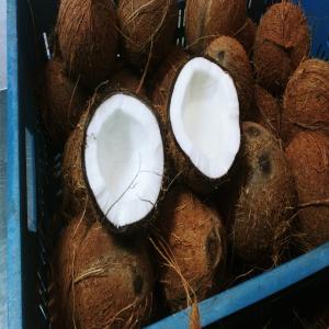  Premium Coconuts For Sale Ivory Coast - fruits and vegetables premium coconuts for sale  ivory coast  export quality----product details-----variety- fresh whole coconuts--origin- ivory coast--packaging- 23-24 kg mesh bags--transport- sea freight--availability- year-round supply--certifications- globalg.a.p--description---experience the rich taste and high qual