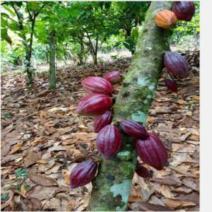  Plantation De Cacao En Vente Agboville - mine terrain concession nous vendons une plantation de cacao de 9 ann&eacute;es d'exploitation bien entretenue &agrave; agboville. le prix est de six millions et demi frais de visite &agrave; pr&eacute;parer et transport inclus 50000francs cfa