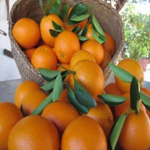  Oranges Valencia - fruits et légumes nous proposons des oranges valencia tunisiennes de qualité supérieure,  disponibles dans une variété d'options d'emballage adaptées à vos besoins. nos oranges sont rigoureusement sélectionnées pour leur fraîcheur,  leur saveur exceptionnell