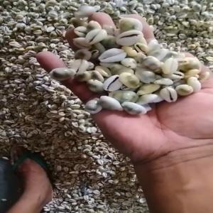  Seashell Monetaria Moneta - crustacean shell i am looking for buyers for seashell monetaria moneta,  i can supply 20-30 tons,  if interested please contact me.--thank you