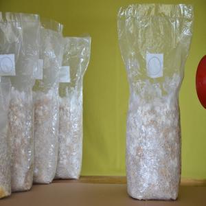 Mycelium Des Champignons Au Maroc - champignon levure nous sommes un laboratoire de production de myc&eacute;lium (semence de champignons) et unit&eacute; de production locale de champignons (champignons de paris pleurote shiitak&eacute; et pleurote de panicaut) au maroc. on fait la production et la vente de myc&eacute;lium de compost d&eacute;di&e