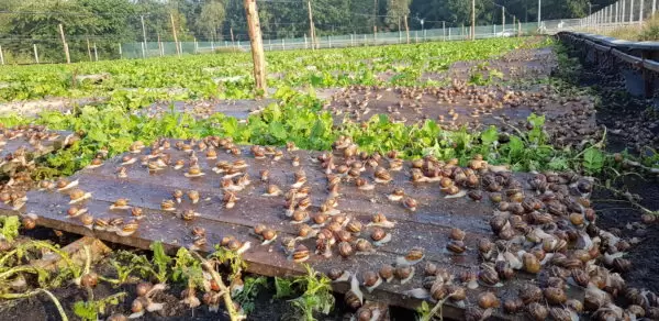  Live Helix Pomatia,helix Aspersa,etc For Sale - live animals buy live snails ( helix pomatia,  helix aspersa,  helix lucorum,  giant----------------------------------------------------------please send information on snail cultivation interested in--helix pomatia--- helix aspersa maxima, --- helix aspers aspersa müller, --- helix lucorum--- achatina achatina(gals)