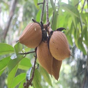  Vente De Plants De Pentadesma - autres nous avons une petite  unité  de pépinière forestière située  à natitingou/winkè capable de fournir 1000 plants de pentadesma butyracea --si vous avez toutes offre éventuelle concernant les plants de pentadesma veillez me contacter