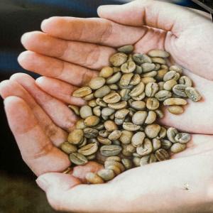  Vente De Café - café cacao thé    caf&eacute; vert en grain - arabica & robusta - tana toraja,  indon&eacute;sie  ----nous proposons du caf&eacute; vert en grain de haute qualit&eacute;,  directement issu des plantations familiales de tana toraja,  indon&eacute;sie. disponible en arabica et robusta,  notre caf&eacute; est cultiv&eacu