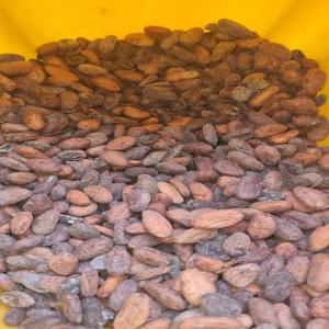  Cacao Afrique De L'ouest - fruits secs et graines grillées nous disposons des stocks de cacao graines et nous recherchons des acteurs sérieux et si intéressés, --veuillez nous joindre pour toute discussion utile.--merci 