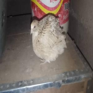  Oeufs De Caille - viandes et oeufs    vente de cailles et  oeufs frais   qualit&eacute; garantie !   --   disponibilit&eacute; imm&eacute;diate ! vous cherchez des  oeufs de caille ultra-frais,  des cailleteaux robustes ou des cailles pretes &agrave; cuire ? ne cherchez plus !--   oeufs de caille - un superaliment aux multiples bienfa