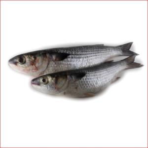  Frozen Fresh Black Tilapia Fish Wholesales - fish storage type frozen--specification 80-100%--shelf life 24 months--manufacturer optimum--ingredients 0--content frozen tilapia--address china--instruction for use cook purpose--brand name jining optimum feuits & vegetables co., ltd.--model number d230811-07--variety blackchin tilapia--weight (kg) 10kg