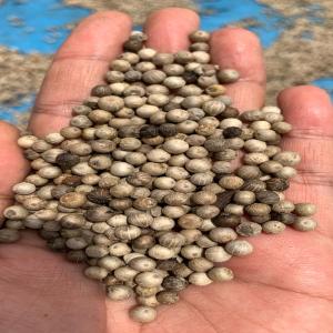  Vente De Poivre Noir Et Blanc - épices aromates poivre en grain - noir & blanc - sulawesi,  indon&eacute;sie ----nous proposons du poivre noir et blanc de haute qualit&eacute;,  cultiv&eacute; selon des m&eacute;thodes biologiques et traditionnelles dans les plantations familiales de sulawesi,  indon&eacute;sie.--processus artisanal garantissant des