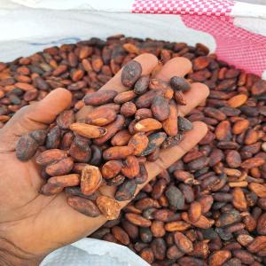  Nous Fournissons De Fèves Et Poudre De Cacao - fruits secs et graines grillées bonjour,  nous sommes fournisseur de f&egrave;ves de cacao et de poudre de cacao depuis togo en afrique,  nous pouvons vous fournir jusqu'&agrave; 300 ton par mois pour les f&egrave;ves de cacao et 100 ton par mois pour la poudre de cacao. --pouvez vous me contacter pour en discuter s'il vous pla&icir