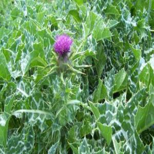  Milk Thistle - seed plant seed we are looking for buyers for grains of  medicinal plant called milk thistle.--these grains are good to the liver and so for all the body.--waiting for your command!!!!!!!!