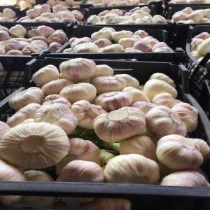  Melons Charentais Cultivés Meilleur Prix - fruits et légumes nous proposons des melons charentais de qualit&eacute; exceptionnelle cultiv&eacute;s au maroc. nos melons sont sucr&eacute;s frais et parfaits pour vos besoins en fruits de qualit&eacute;. qualit&eacute; sup&eacute;rieure saveur unique chair juteuse. quantit&eacute; disponible tr&egrave;