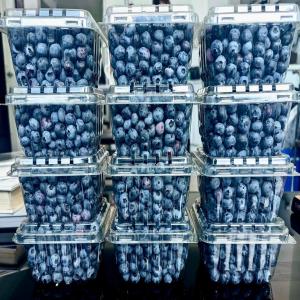  Myrtilles Fraîches De Qualité Supérieure - fruits et légumes nous vous proposons des myrtilles fraîches cultivées au maroc,  offrant une saveur intense et une qualité exceptionnelle. parfaites pour les besoins des professionnels du secteur alimentaire.----produit de qualité premium - douces,  sucrées et juteuses.--disponibilit&