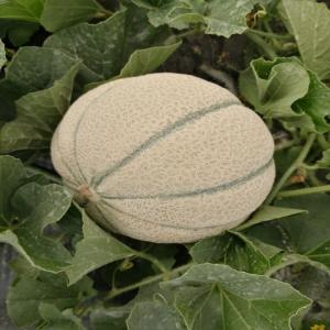 Melons Charentais Meilleur Prix! - fruits et légumes nous proposons des melons charentais de qualité exceptionnelle,  cultivés au maroc. nos melons sont sucrés,  frais et parfaits pour vos besoins en fruits de qualité.----qualité supérieure - saveur unique,  chair juteuse.--quantité disponible - trè