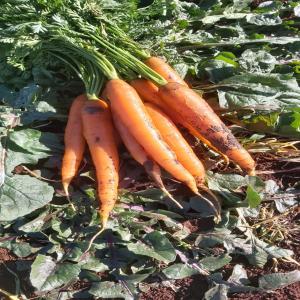  Carottes Nantaise Fraîches Haute Qualité! - fruits et légumes nous proposons des carottes nantaise fraîches cultivées au maroc,  reconnues pour leur tendre texture et leur saveur sucrée. parfaites pour les professionnels du secteur alimentaire.----qualité premium - croquantes,  sucrées et riches en vitamines.--grande disponibili