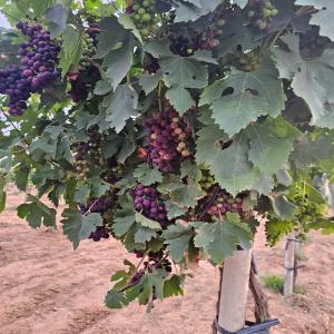  Raisins De Différentes Variétés - fruits et légumes nous proposons des raisins de différentes variétés et de qualité supérieure,  cultivés dans les meilleures conditions au maroc. nos raisins seront prets à la récolte en juin,  offrant une saveur riche et une texture juteuse. parfaitement adapt&ea