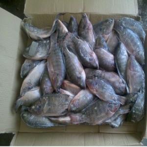 Poisson Surgelés Tilapia - poissons type de produit - poisson--vari&eacute;t&eacute; - tilapia--style - surgel&eacute;--processus de cong&eacute;lation - bqf (bloc quick frozen)--forme - bloc--partie - entier----conditionnement - vrac (sachet plastique + carton)--dur&eacute;e de conservation - 1 an--poids total - 10 kg par unit&eacute