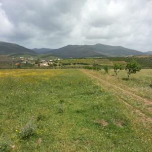  Partenaire Pour Projet Agricole - animaux vivants cherche partenaire capable de financer un projet agricole sur ferme de 40 ha sise a bizerte,  tunisie et 1550 olivier. un projet pour élevage ovin,  bovin - production d'olive  et production de fourragère.