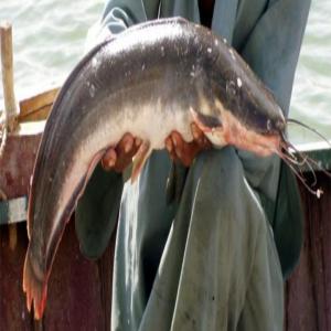  Poisson-chat Africain - poissons nous installons une nouvelle pisciculture et nous cherchons des clients int&eacute;ress&eacute;s. genre clarias