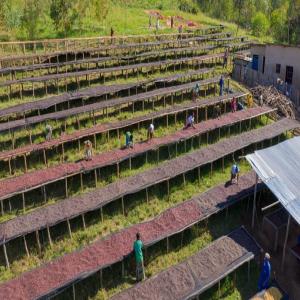  Café Rwandais Parmis Les Meilleurs Au Monde - café cacao thé nous vous proposons le café rwandais qui est parmis les meilleurs café au monde. possibilité de fournir aussi le thé. --nous sommes au rwanda et plusieurs tonnes sont disponibles suivant la demande.----cordialement 