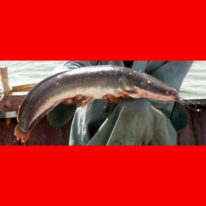  Poisson-chat Africain - poissons nous installons une nouvelle pisciculture et nous cherchons des clients intéressés.--genre- clarias--production prévue- 3500 kg par mois