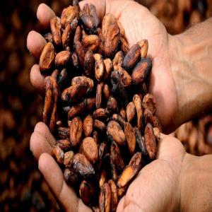  Investissement Et Rachat De Cacao - café cacao thé investissement  et rachat  de cacao est un projet  qui consiste  à investir  ( financer) les cultivateurs  producteurs  de cacao  et  racheter les produits  à la fini de récolte . ce projet  est structuré  en plusieurs  étapes  et sera mise sous contrôle  de 