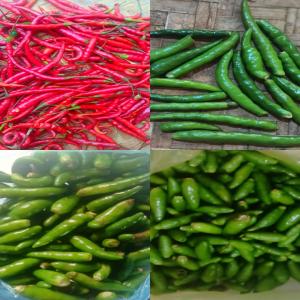 Piment: (pili Pili, Bec D'oiseau) Vert Et Rou - autres bonjour,  --nous sommes fournisseurs de piments de bonne qualité  pili pili vert,  piment bec d'oiseau,  (vert et rouge)  de l'est de madagascar. nous pouvons livrer partout et en grandes quantités.  --nous sommes également ouverts à toute proposition.--n'hésitez pas 