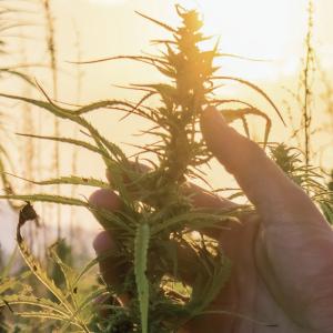  Semences De Chanvre Finola2 - semence graine plant découvrez une variété innovante de chanvre oléagineux homologuée dans l union européenne depuis 2023. issue de finlande,  cette variété certifiée sera disponible dès le printemps 2025. finola2 hérite de 30 années d'ex