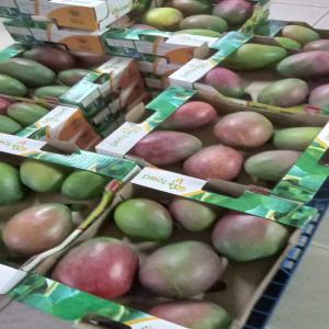  Achat De Mangue Kent - fruits et légumes nous recherchons un fournisseur de mangue kent pour un approvisionnement régulier de 3 à 4 conteneurs par semaine.----détails de la demande ---destination - port de casablanca,  maroc--calibres recherchés - 6,  7,  8,  9--mode de paiement - à l arrivée de la mar