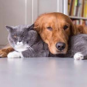  Animaux De Compagnie - aliments pour animaux nous sommes une entreprise indienne sp&eacute;cialis&eacute;e dans la production de divers produits pour animaux de compagnie,  notamment des vitamines,  des min&eacute;raux et des produits v&eacute;t&eacute;rinaires.----gr&acirc;ce &agrave; notre capacit&eacute; de production &eacute;lev&eacute;e,  no