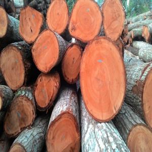  Recherche Bois Acheter Cnf Dubaï - bois charbon fibre je recherche des fournisseurs de bois en cnf dubaï pour les essences suivantes -----khaya (meliacées)----khaya ivorensis----khaya anthotheca----khaya senegalensis----khaya grandifolia------autres essences----afromosia (pericopsis elata   fabacée)----antiaris africana (moracées)-