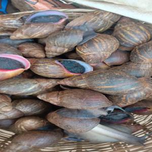  Escargots Africains Vivants Fournisseur Certi - animaux vivants une entreprise portugaise spécialisée dans l intermédiation commerciale et l import-export,  vous propose en collaboration avec un fournisseur certifié basé au bénin,  une offre régulière d'escargots africains vivants (achatina achatina) de premi