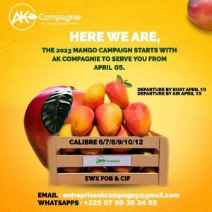  Mangue Kent - fruits et légumes offre de mangues kent campagne 2025 en c&ocirc;te d'ivoire la saison des mangues kent d&eacute;marre en c&ocirc;te d ivoire et nous sommes prets &agrave; r&eacute;pondre &agrave; vos besoins en fourniture et exp&eacute;dition. &agrave; partir du 10 avril nous proposons des exp&eacute;ditions 