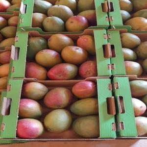  Mangues Fraîches De Qualité - fruits et légumes bonjour,  nous sommes une société d'exportation de mangues fraîches de très bonne qualité.--nous sommes certifiés globalgap et nous sommes en mesure de fournir plusieurs conteneurs.--nous sommes en pleine campagne.--nous sommes disponibles pour toutes discussi