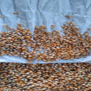  Popcorn - céréales  grossiste bulgare propose popcorn en sacs ou big bag . prix 650 la tonne exw bulgarie . pour tout renseignement h&eacute;siter pas &agrave; nous contacter . 