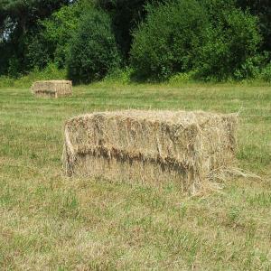  Foin De Prairie Naturelle - aliments pour animaux vends foin de prairie naturelle bonne qualit&eacute; r&eacute;colte 2023 en balle ronde 160 cm de diam&egrave;tre ou en balles rectangulaires 120x70x240cm. sell natural meadow hay in roundballer or rectangular bales decreasing price according to volume  situ&eacute; en bourgogne france 